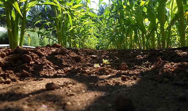 Sustainable agriculture depends on healthy soils