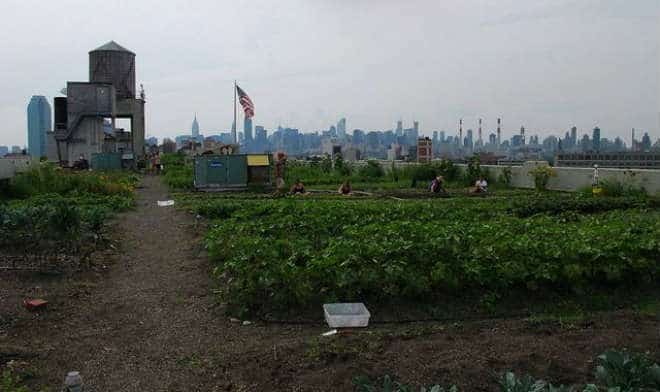 Brooklyn Supported Agriculture