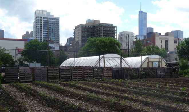 Cities around the world are establishing urban farms as platforms for community development and for education about sustainability, urban agriculture, and nutrition.