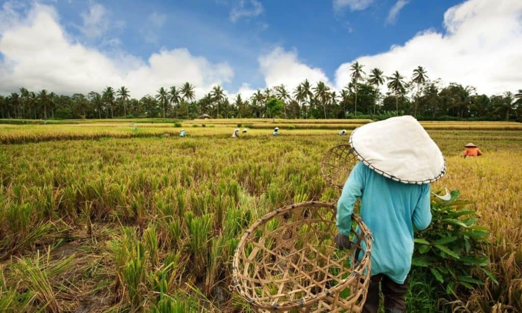 Promoting Crop Diversity and Protecting Indigenous Farmers’ Rights