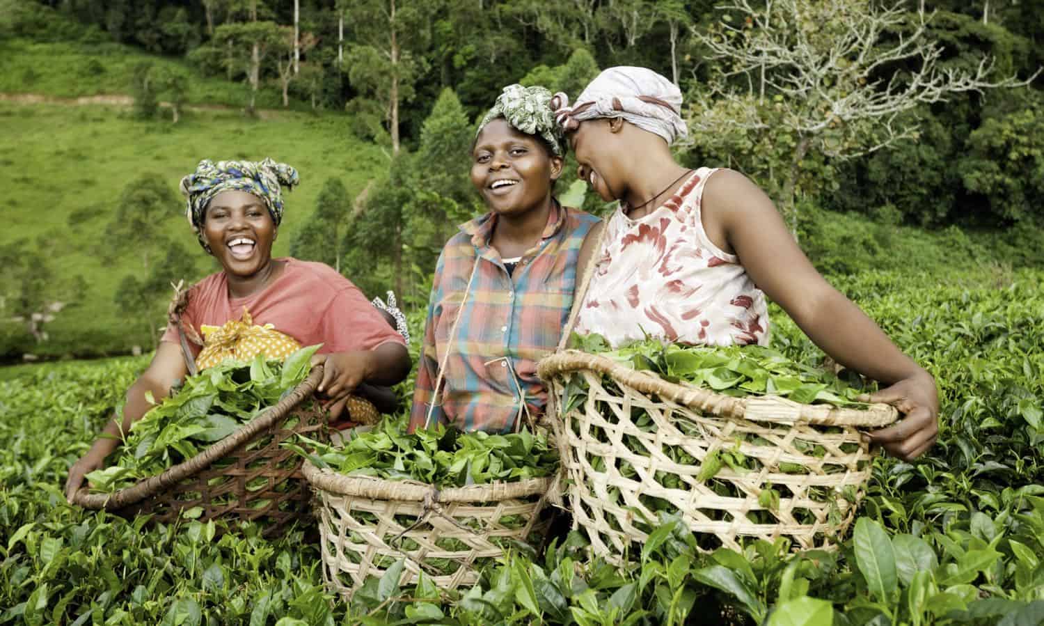 Farm Ladies