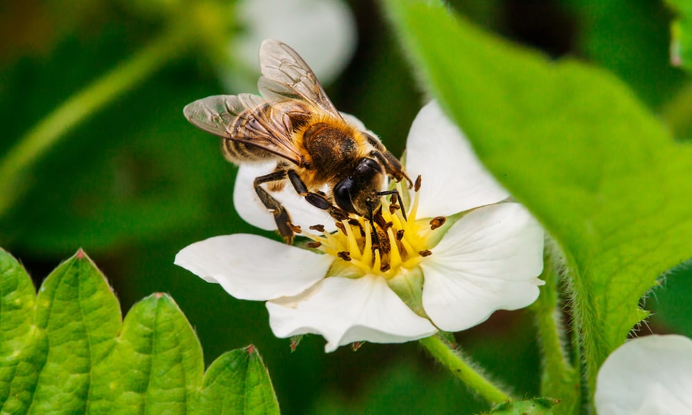 Researchers emphasise that bumble bees need biodiversity