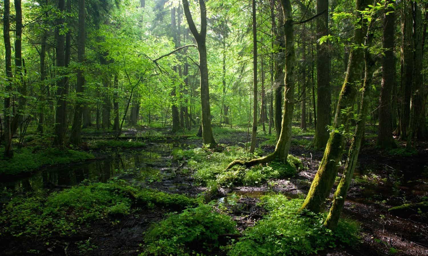 Much More Than Trees Forests are Key to Sustainable 