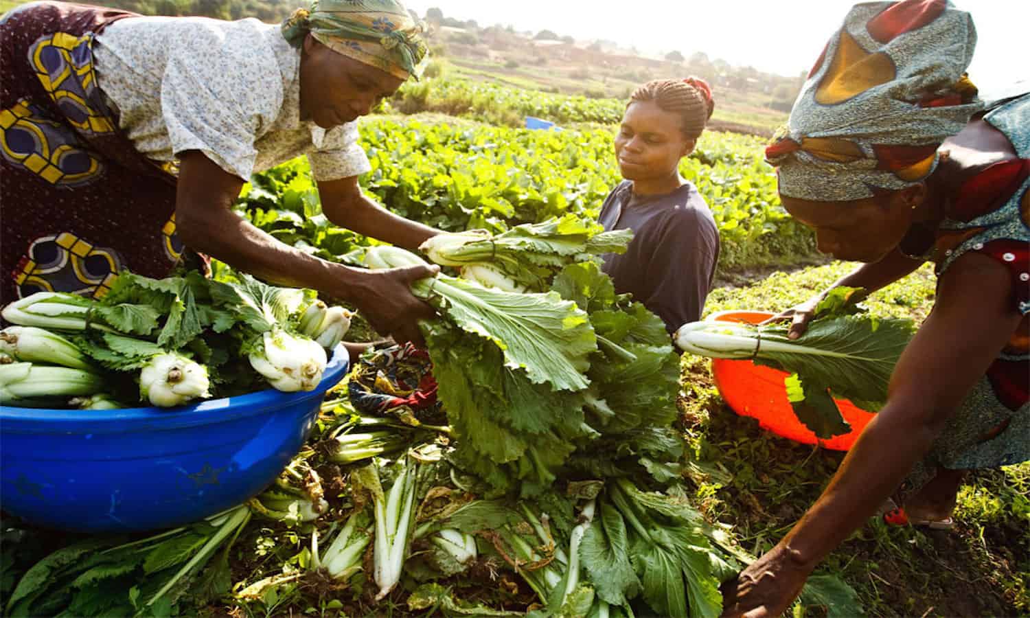 let-s-get-growing-10-000-gardens-in-africa-food-tank