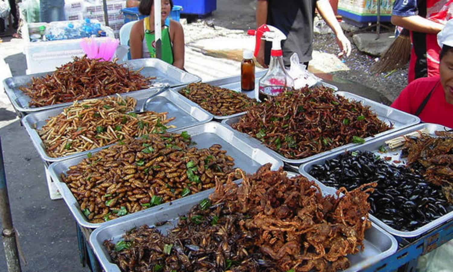 Edible insects have long been a part of the human diet and are commonly consumed as a food source in many regions of the world. It is estimated that two billion people currently consume insects as part of their diets.