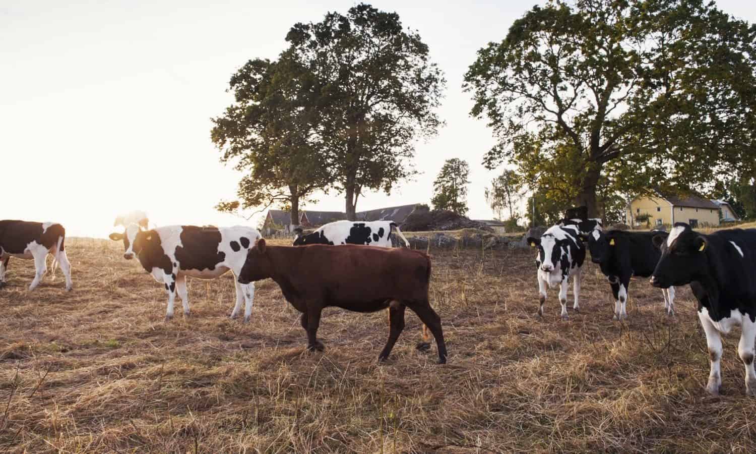 18 Organizations Working to Improve Livestock Management Practices – Food  Tank