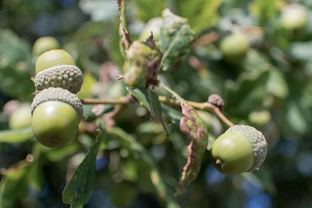 All About Foraging and Feeding on Acorns - One Green Planet
