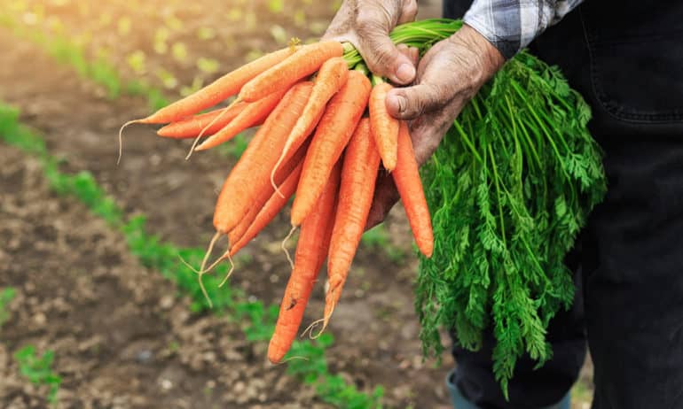 The European Parliament’s Independent Research Service released an encouraging report about the health benefits of eating organic