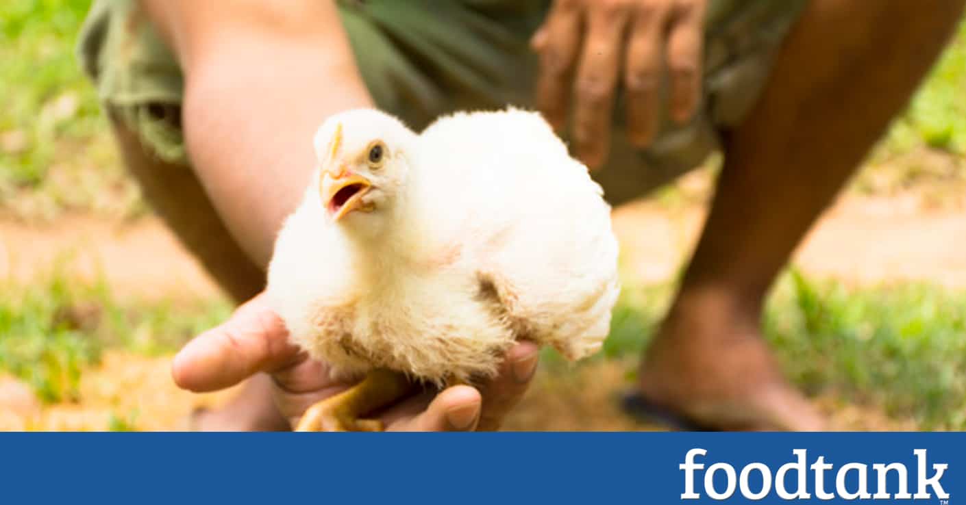 United Nations Approves New Animal Welfare Recommendations – Food Tank United Nations Approves New Animal Welfare Recommendations – Food Tank