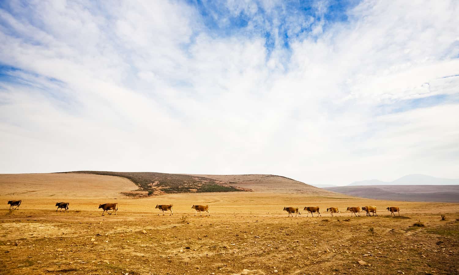 New Report: Meat and dairy industries have major impact on climate change
