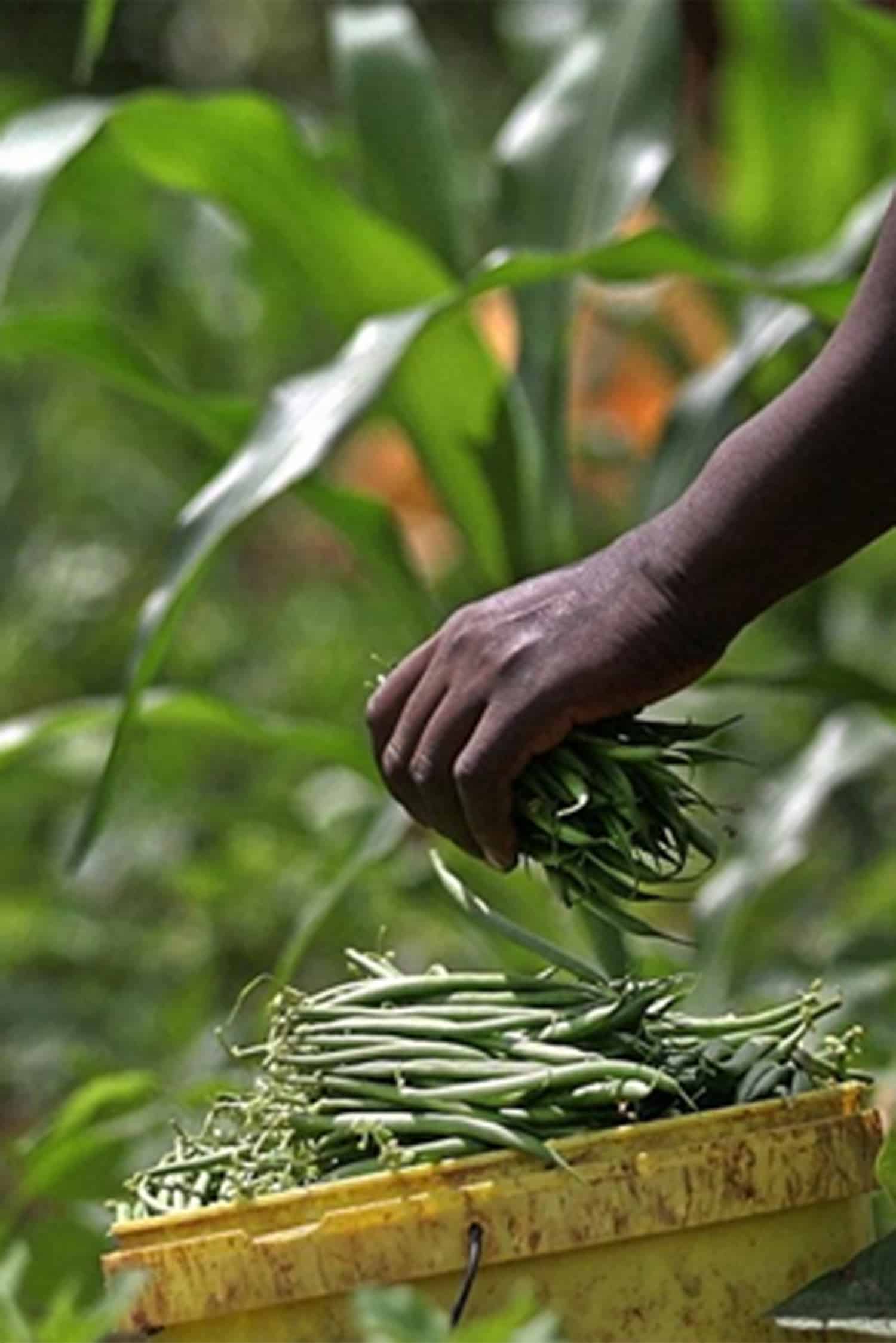 Center for Strategic and International Studies webcast explores biotechnology and the future of African food security