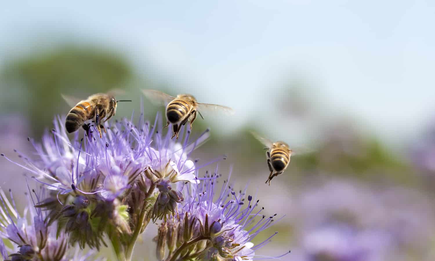 Celebrate the end of summer with a BBQ inspired by and dedicated to bees.