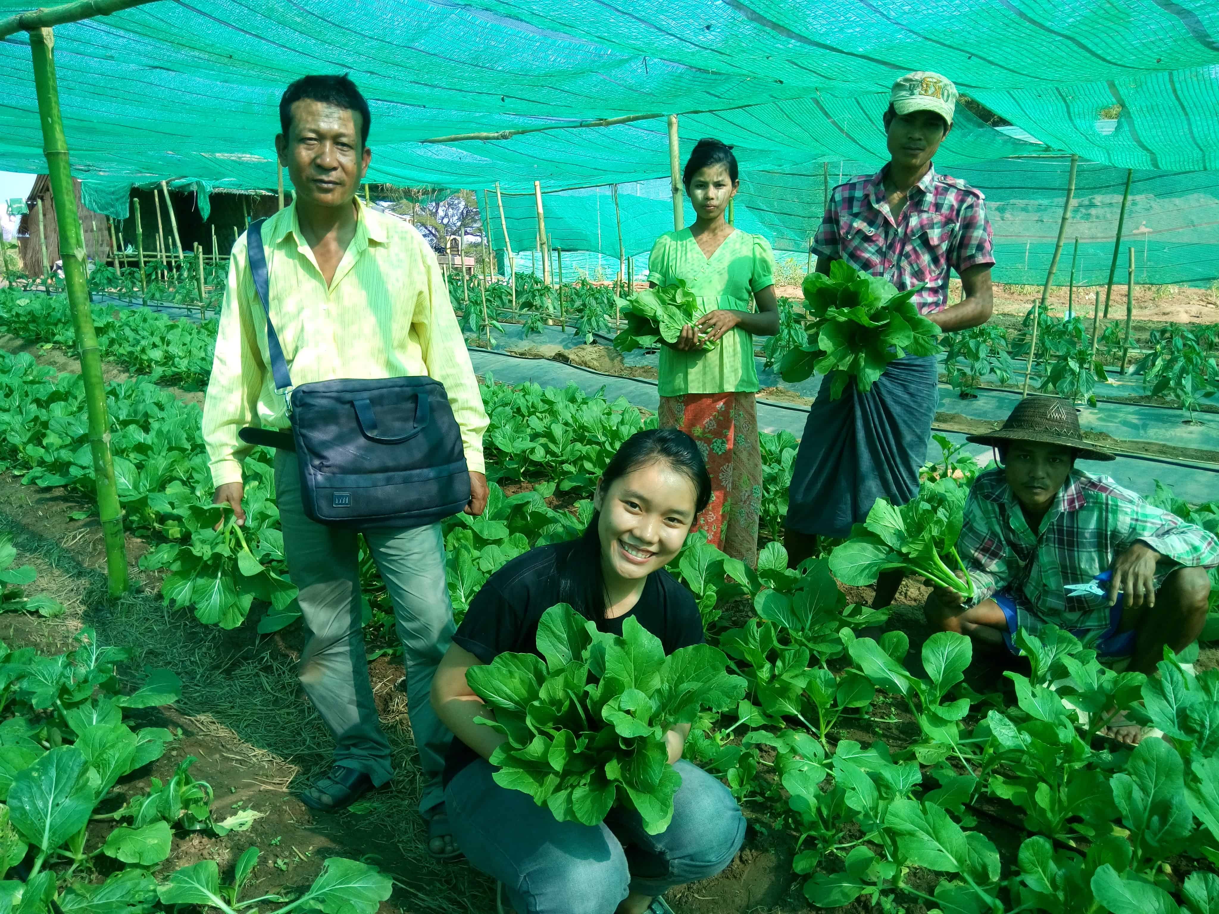 U Myo Naing’s organic vegetable farm | Photo courtesy of Winrock