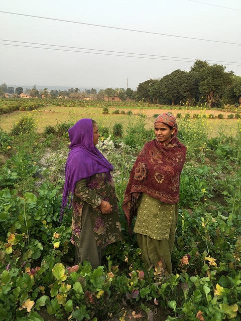 The women stand in a field of mustard, among other crops. The Indian government has sought to outlaw artisanal mustard oil mills, paving the way for imported oils.