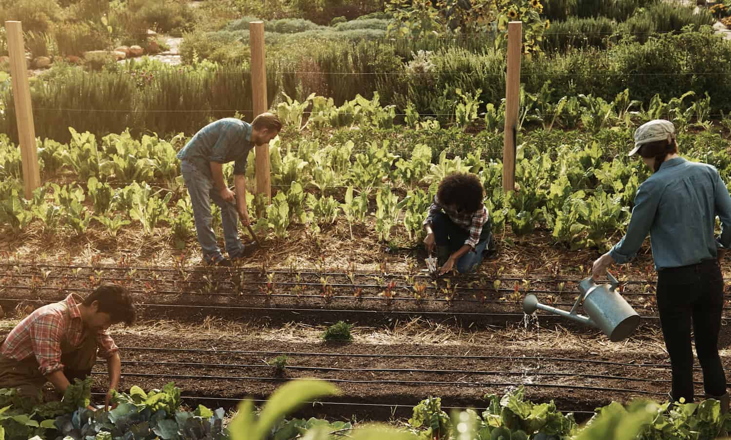 Farming food. Регенеративное сельское хозяйство. Seed Farm. Farm partnership. 1% Of sales go to regenerative Agriculture.