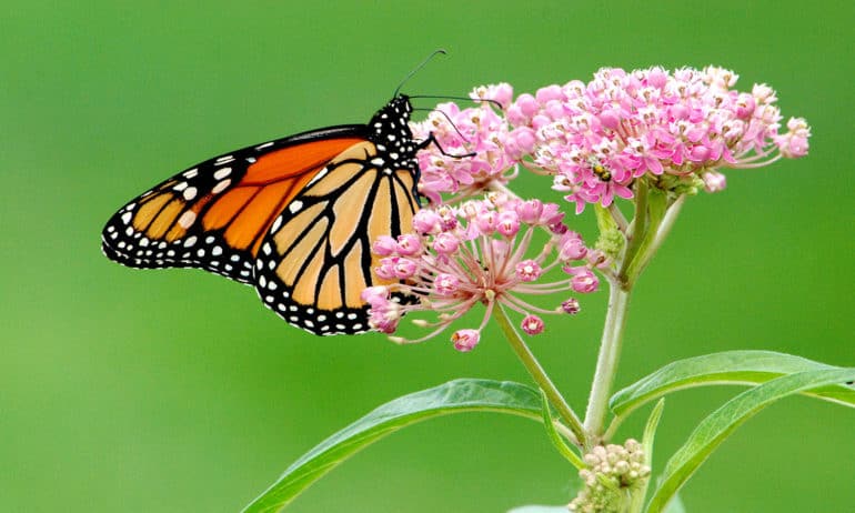 Even though National Pollinator Week ended in June, supporting monarch butterflies is still important in the late summer and fall.