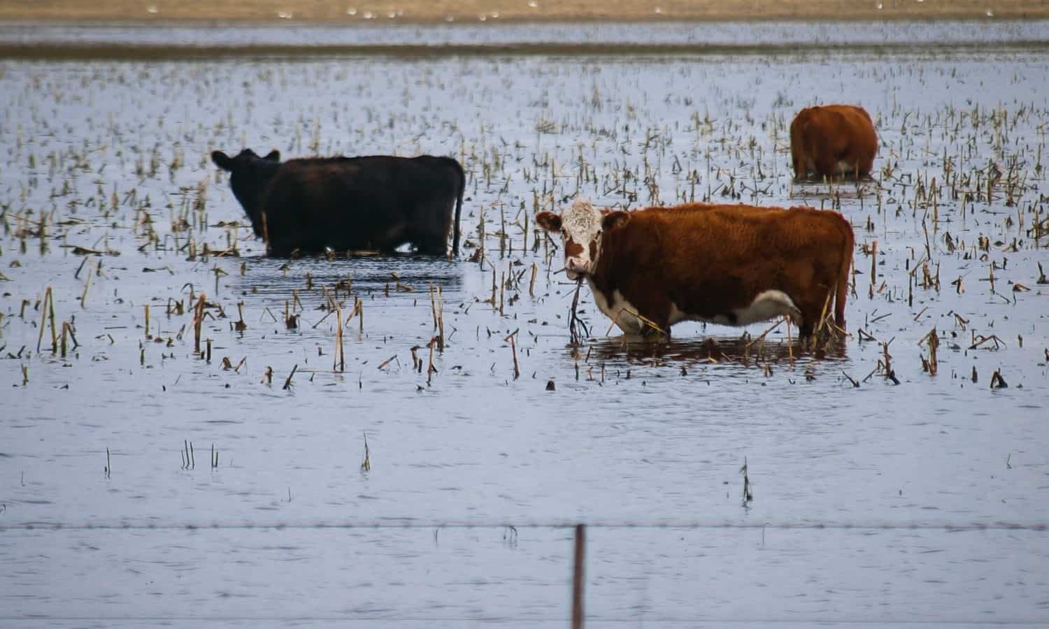 Hurricane Harvey has threatened Texas' agricultural economy and will likely have devastating effects on farmers and the food supply.