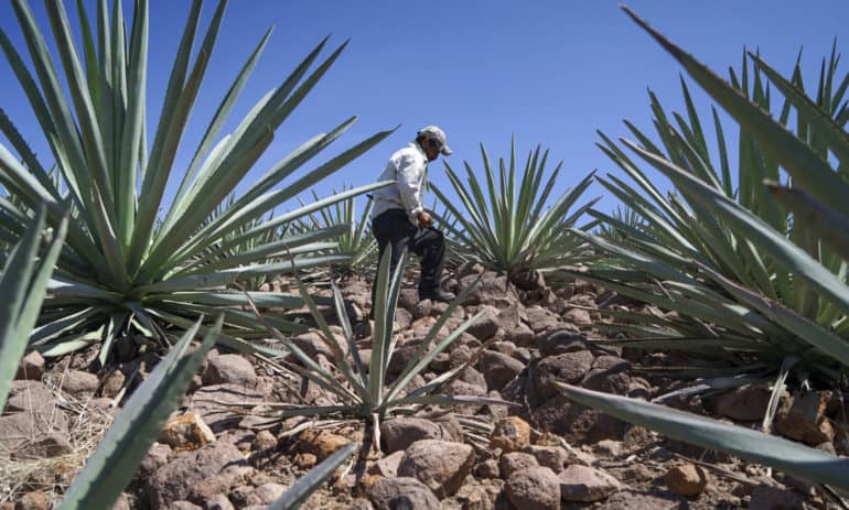 Sombra Mezcal Founder Richard Betts discusses the environmental impact of mezcal production and how he aims to make it more sustainable.