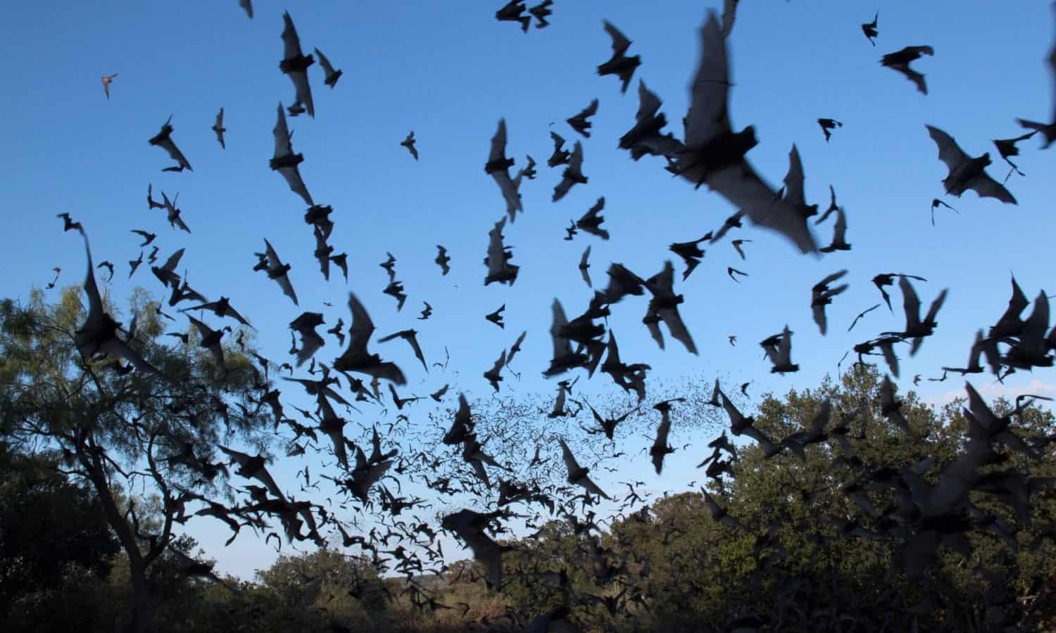 In exchange for protection from predators, stable temperatures, and safe shelter, bats take care of some damaging pests for gardeners.