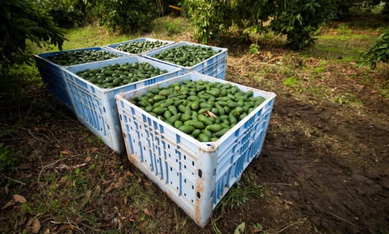 Avocado exporting regions in Michoacán, Mexico, are at a heightened risk of fire due to deforestation.