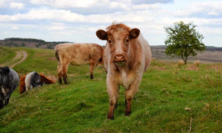 Despite new climate report, grass-fed meat offers holistic benefits.
