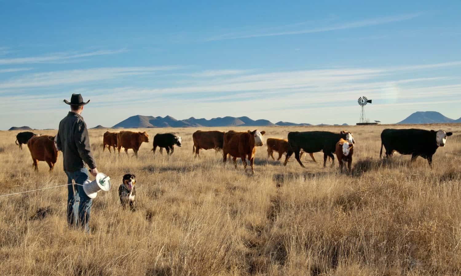 cattle ranching