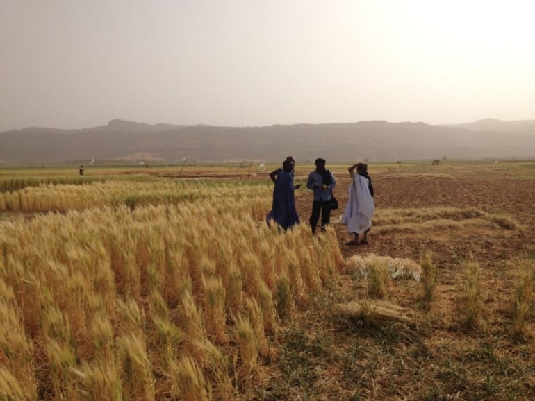 How primitive wheat helped a team of scientists to build heat tolerant durum wheat varieties for the Senegal River Basin.