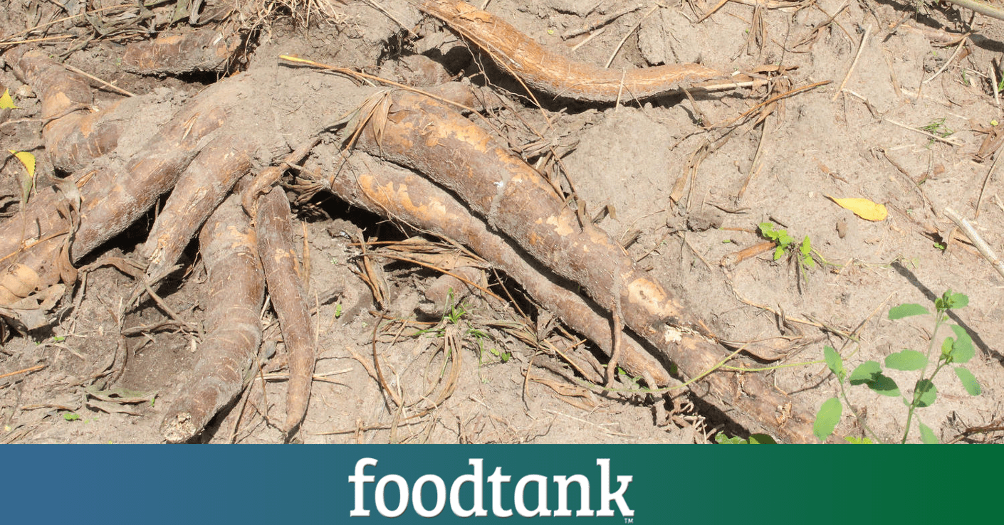 By incorporating cassava flour into bread, this food staple is stimulating local economies and providing additional nutrition while building climate resilience.
