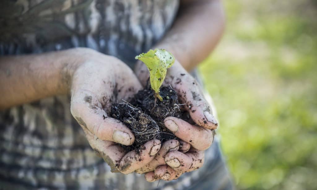 Soil Microbes “Key to the function of agricultural systems” – Food Tank