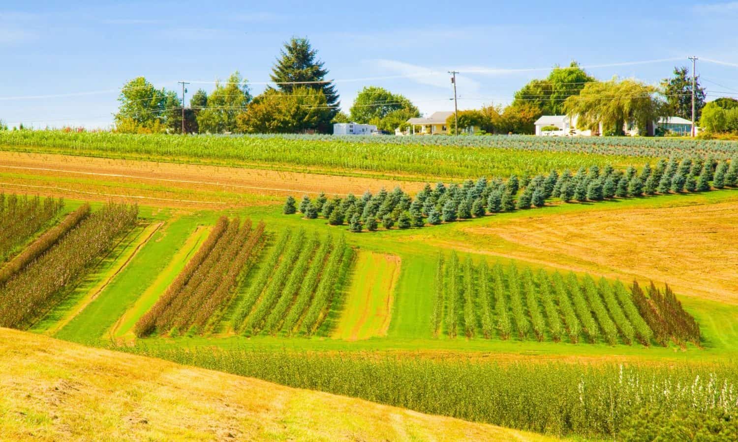 Austin Frerick, Former Treasury Economist and Congressional candidate from Iowa, opposes the Monsanto-Bayer merger in order to save family farms.