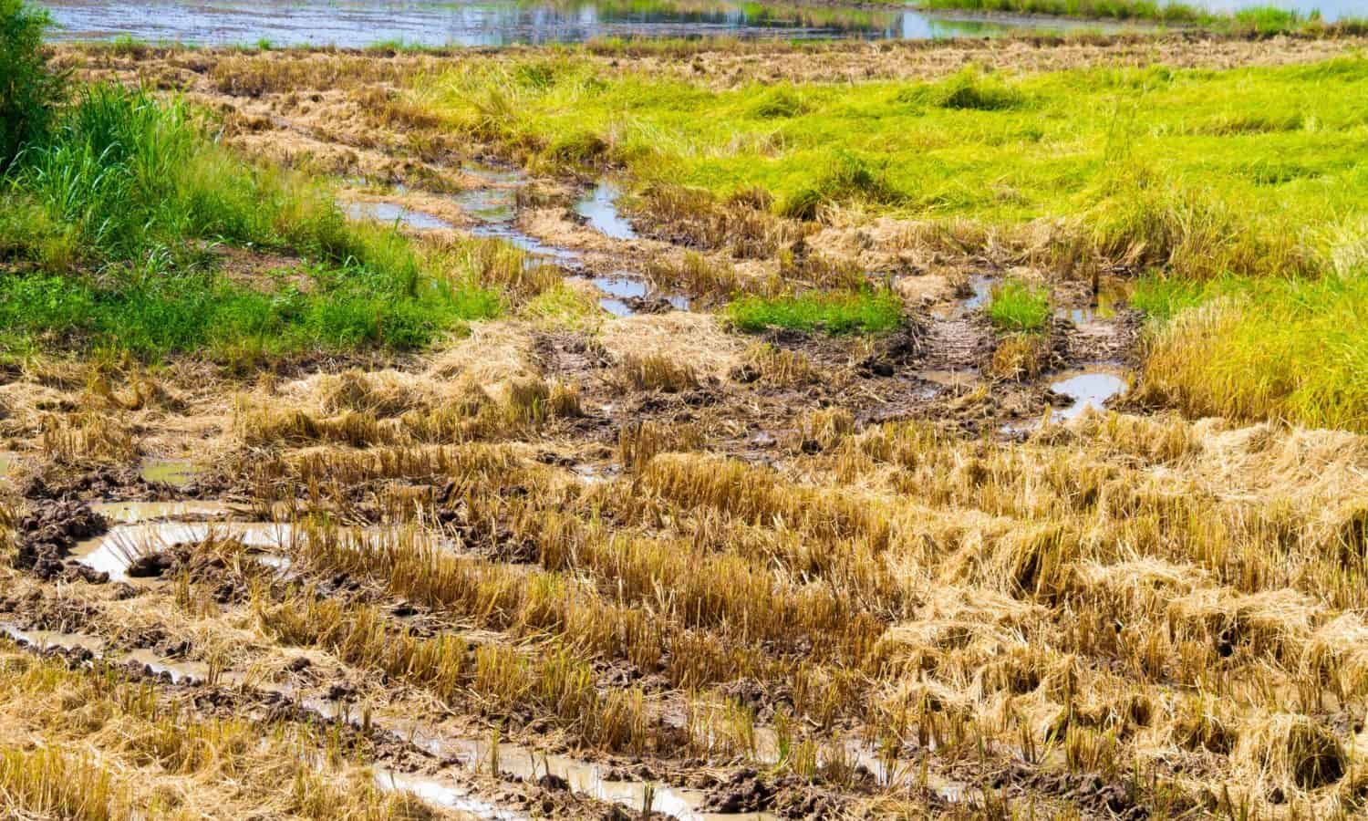 Agricultural biodiversity is becoming increasingly important for resilience building as climate shocks increase in frequency and intensity.