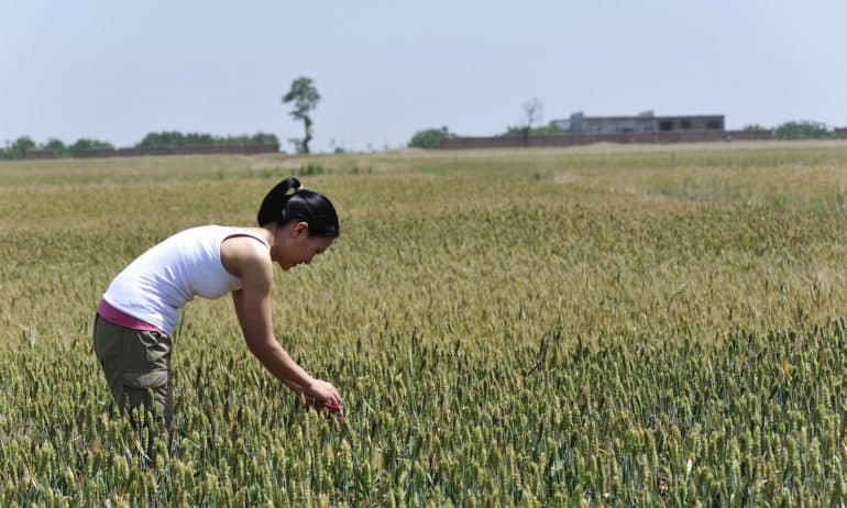 The Bread Lab at Washington State University has been awarded a US$1.5 million endowment to sustain their research into organic grain varieties.