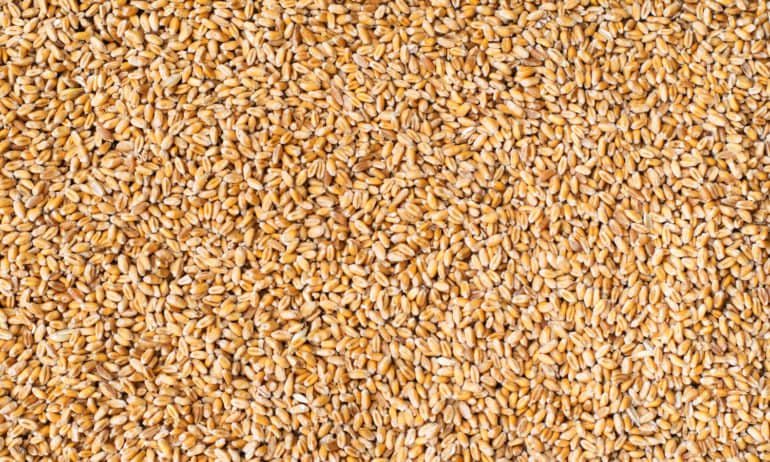 Amber Lambke, President of Maine Grains, Inc., discusses how the company is stimulating its local economy by looking to the past.