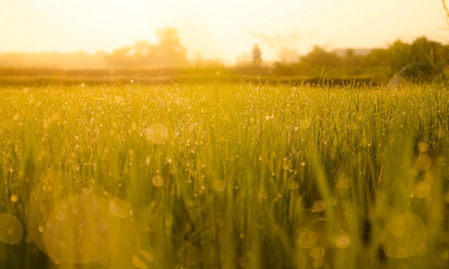 These 16 regenerative agriculture organizations are working to promote healthy soil, ecosystems, and communities all over the globe.