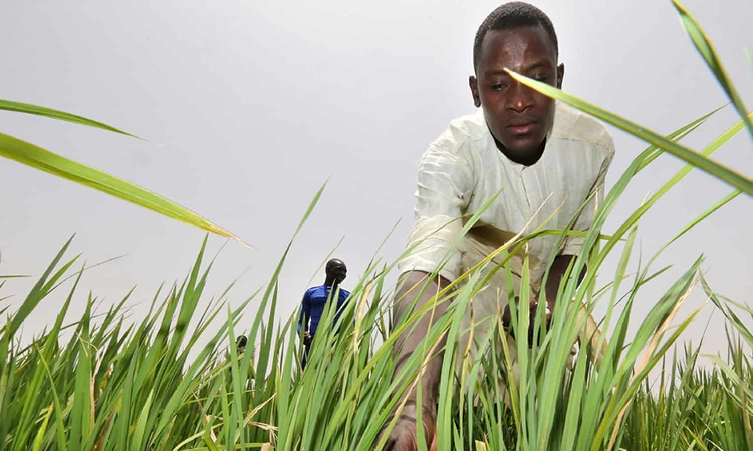System of Rice Intensification (SRI) is bringing rural farmers closer to food self-sufficiency in over 50 countries with the help of organizations like CORAF.