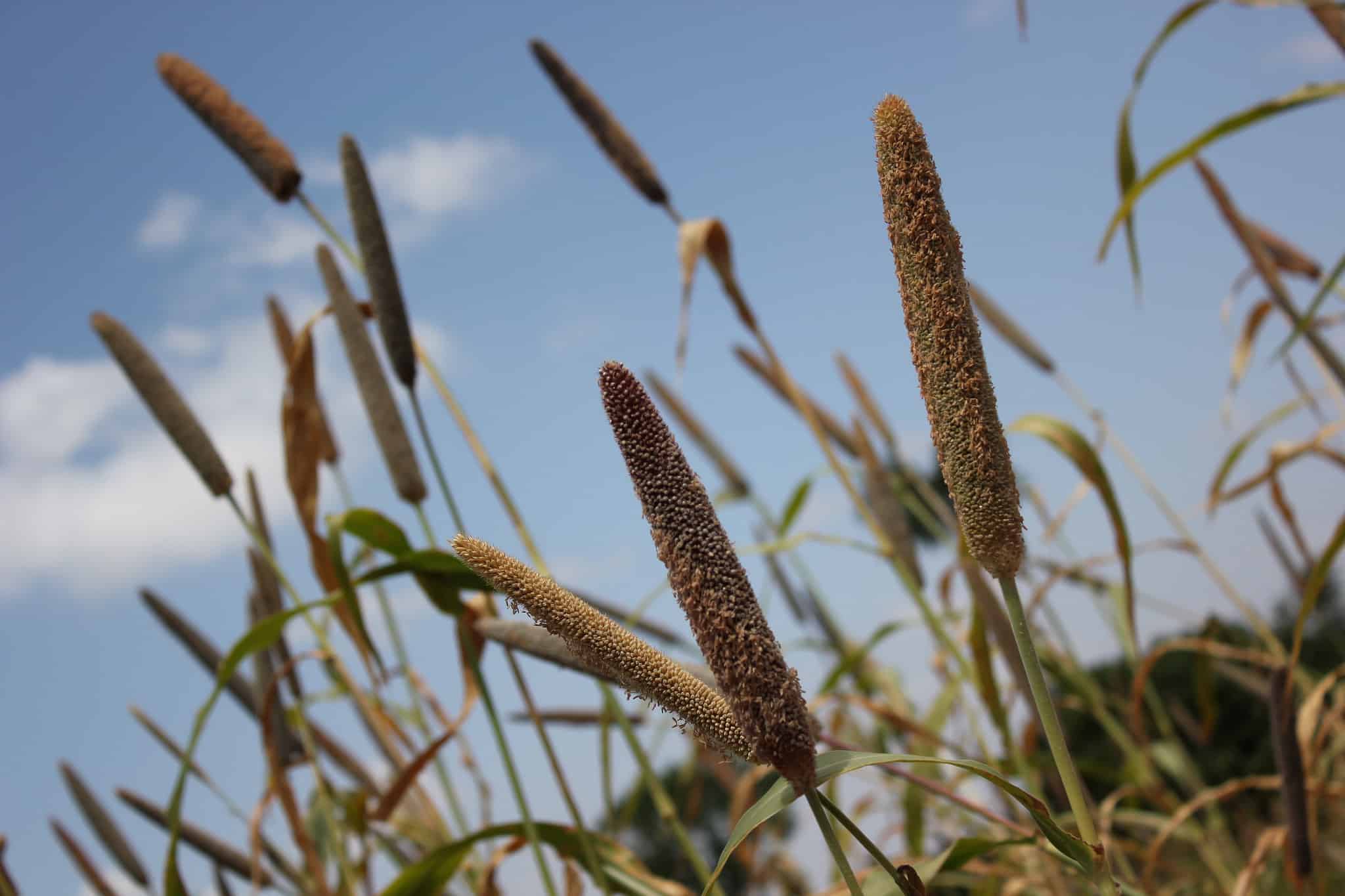 ICRISAT is finding new, innovative ways to re-popularize millets and sorghum, traditional, nutritious, and drought-friendly crops, in the semi-arid tropics.