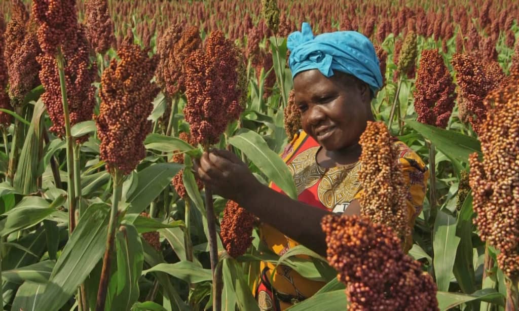 Millets and Foods for the Future Food Tank