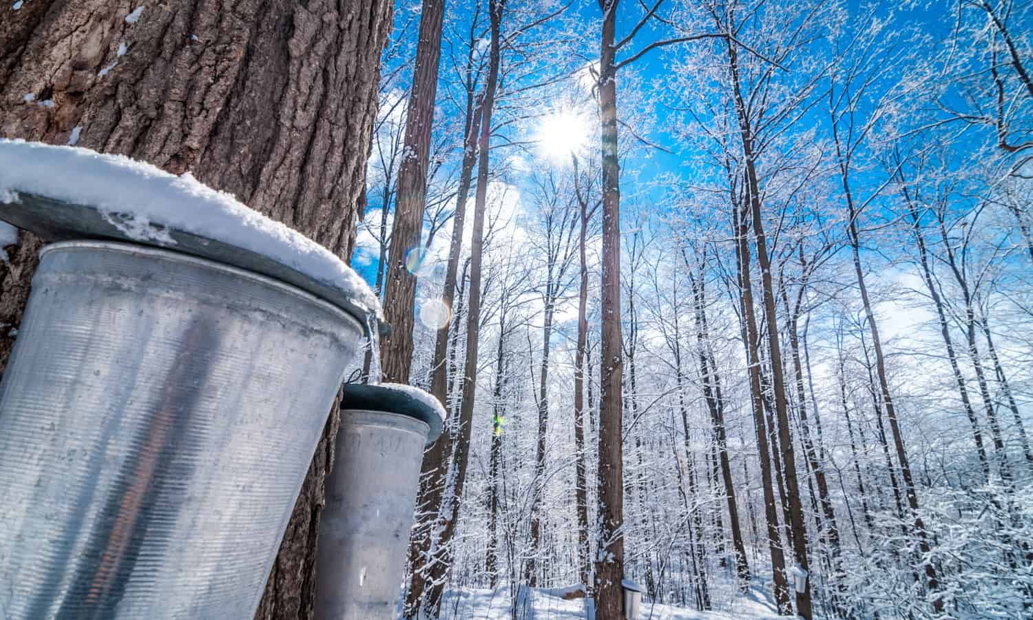 The maple sugar industry is big business in Vermont. But with warming winters, will liquid gold be sapped?