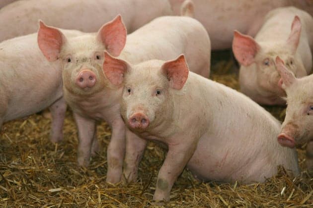 food-tank-organizers