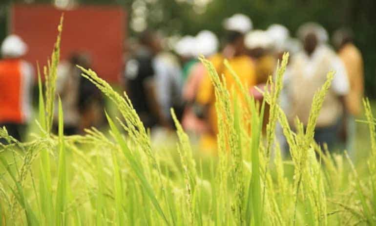 Here’s an interesting article about how the System of Rice Intensification (SRI) is helping farmers in Mali deal with climate change.