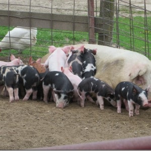 An Iowa farm uses sustainable farming methods for the health of their livestock, their family, and their community.