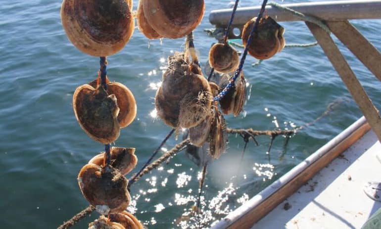 Maine’s Coastal Enterprises Inc. invests in specialized machinery from Japan to develop scallop farming and keep up with demand.