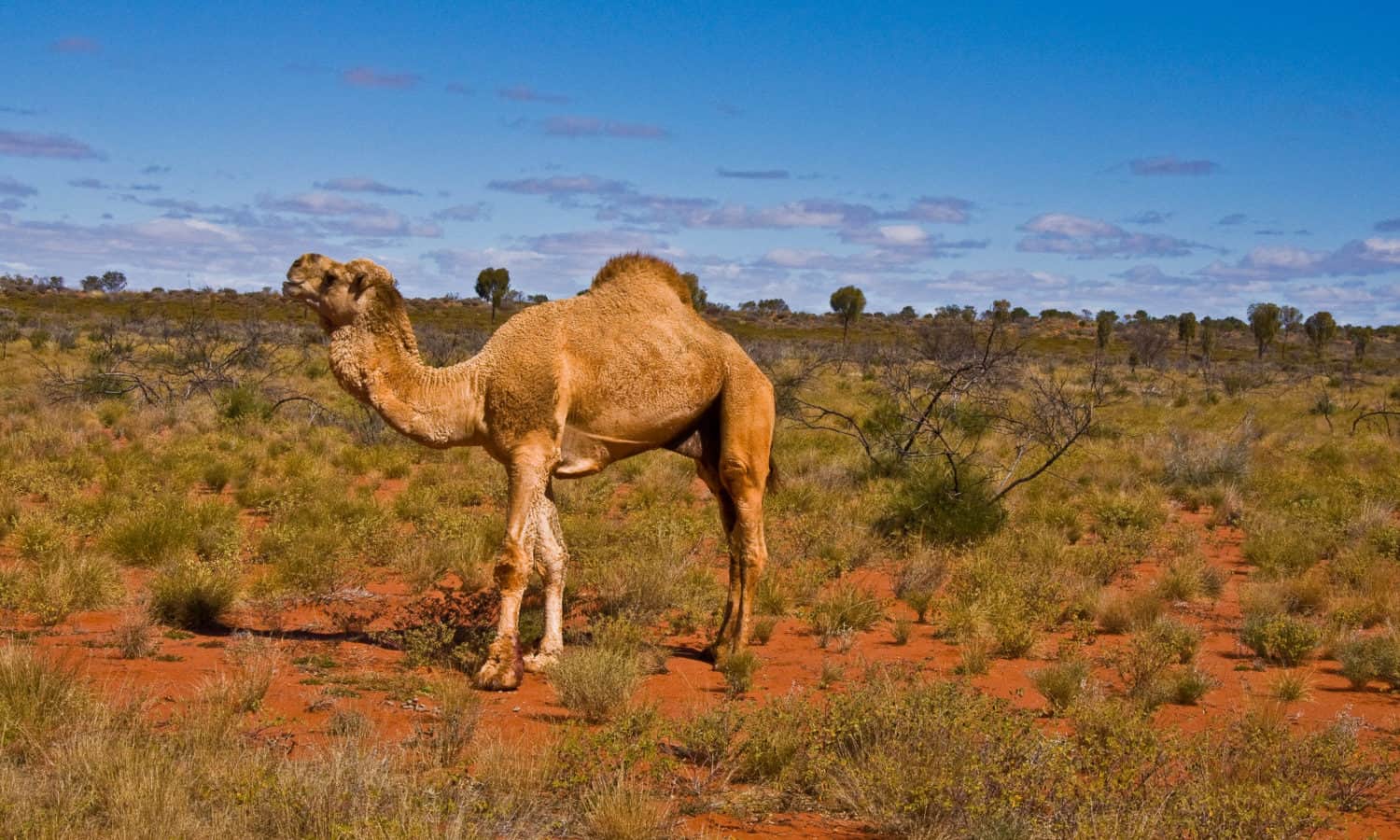 Camel Meat: From the Australian Outback to the American Midwest – Food Tank