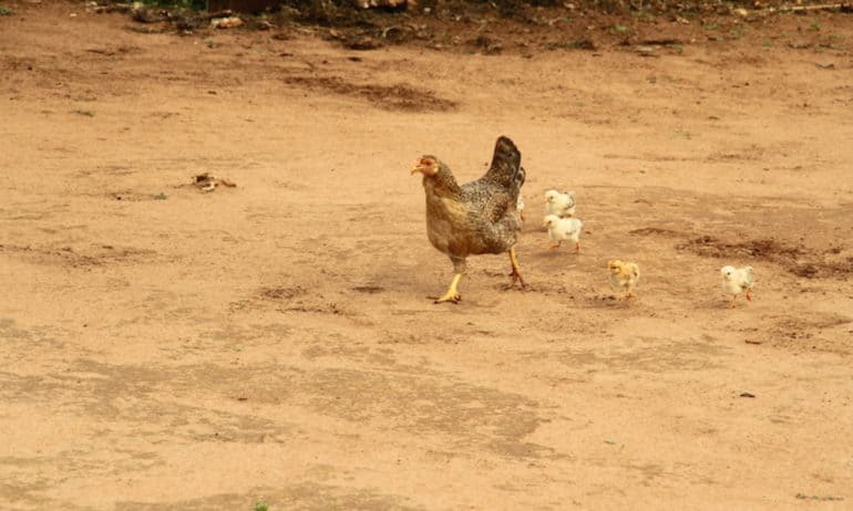 Raising Farm Animals in Mali: Taking Stock of the Benefits – Food Tank