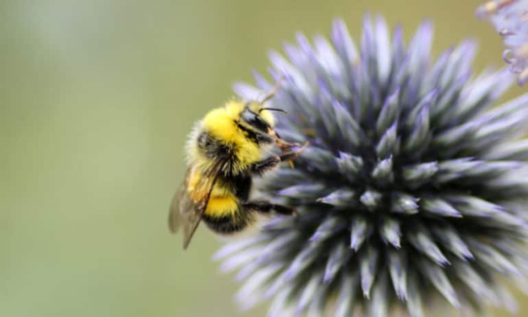 Bees play a vital role in the food system as pollinators for a variety of crops—from strawberries to almonds. In the last 20 years, bee populations have become increasingly threatened by climate change and industrial agriculture.