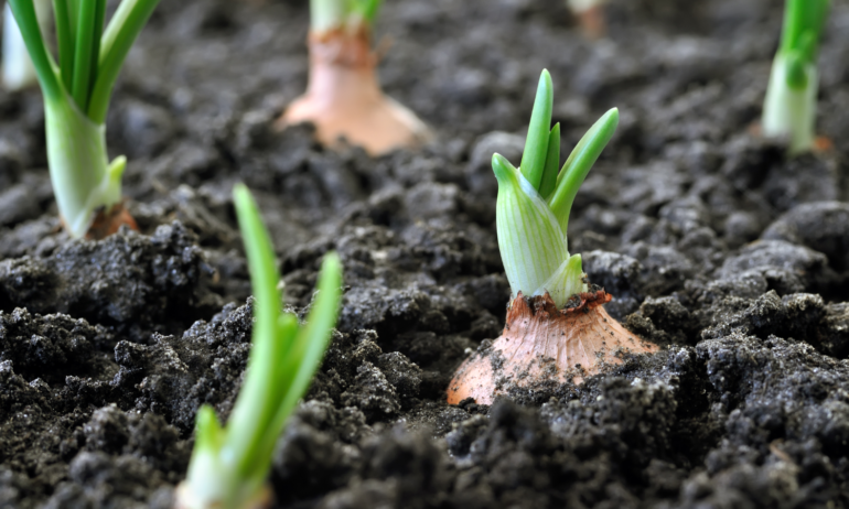 Mendenhall is a farmer and advocate. OFA, sponsored by the Rodale Institute, works to build and support the organic farmer movement and national policy platform in the United States.