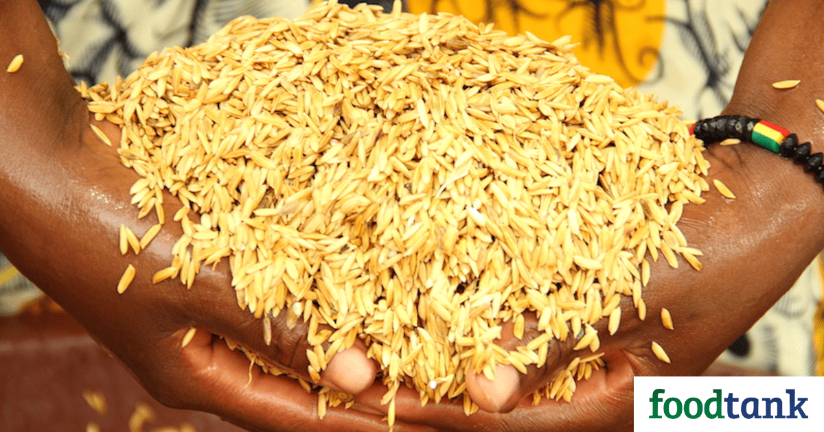 A new report reveals encouraging results for the System of Rice Intensification (SRI) in West Africa.