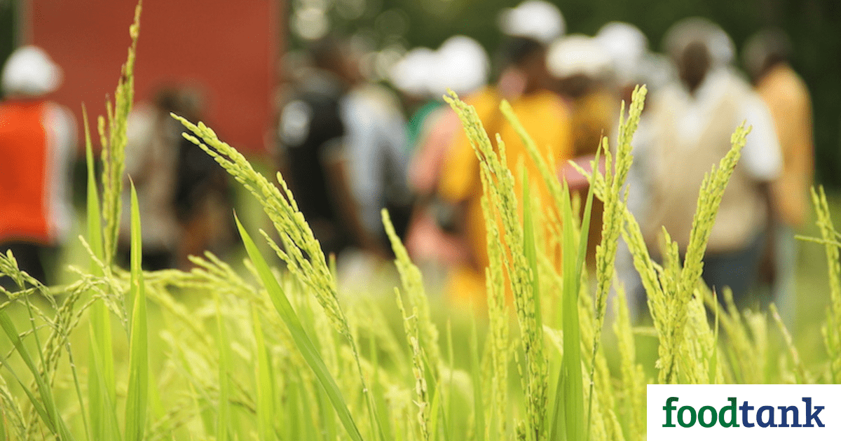 Here’s an interesting article about how the System of Rice Intensification (SRI) is helping farmers in Mali deal with climate change.