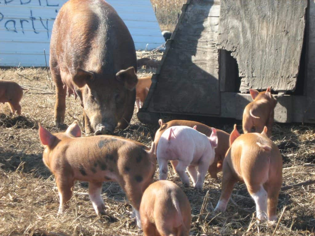 Niman Ranch farmer Ron Mardesen talks about his family’s story, his livestock care philosophy, and his vision for future farming communities.