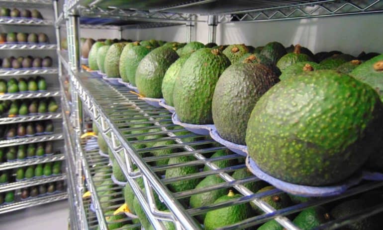 While stores and retailers waste 43 billion pounds of food each year, Costco joins with Apeel Sciences to sell longer-lasting avocados.